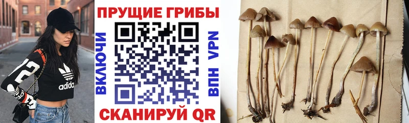 ОМГ ОМГ вход наркота Когалым Псилоцибиновые грибы мухоморы